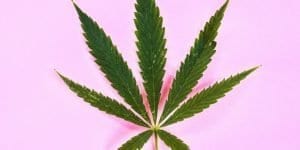 Wear Your Voice How Cannabis Can Help With The Many Symptoms of Menopause | The Menopause Association