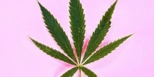 Profile | The Menopause Association Wear Your Voice How Cannabis Can Help With The Many Symptoms of Menopause | The Menopause Association