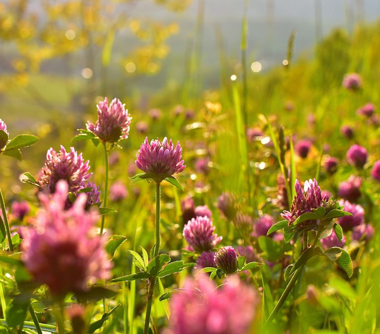 Non-hormone Replacement Therapy for Menopause Red clover