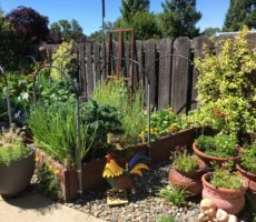 Profile | The Menopause Association RogersGardenVeggies | The Menopause Association
