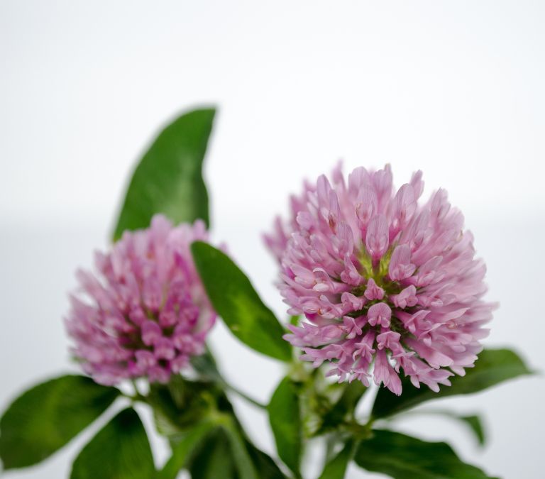 Top 10 Herbs For Menopause Symptoms Red Clover